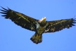 Kodiak Island Adventures - Eagle