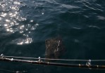 Kodiak Island Adventures - Halibut in Water