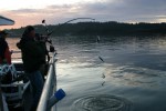 Kodiak Island Adventures - Herring