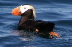 Kodiak Island Adventures - Puffin