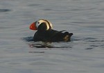 Kodiak Island Adventures - Puffin