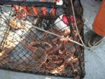 Kodiak Island Adventures - Tanner Crab