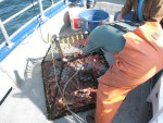 Kodiak Island Adventures-Tanner Crab