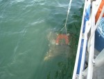 Kodiak Island Aventures - Tanner Crab