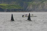 Kodiak Island Adventures - Whales