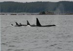 Kodiak Island Adventures - Whale Pod