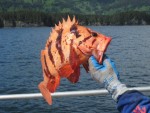 Kodiak Fishing
