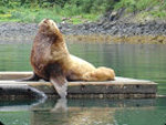 Kodiak Island Adventures - Sealion